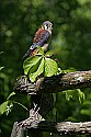 _MG_1176 american kestrel.jpg