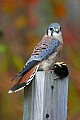 _MG_1208 american kestrel sat.jpg