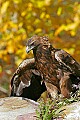 _MG_1252 golden eagle mantling.jpg