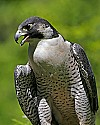 _MG_1335 peregrine falcon.jpg