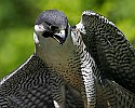 _MG_1338 peregrine falcon.jpg