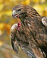 _MG_1368 golden eagle with quail guts.jpg