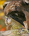 _MG_1387 golden eagle eating quail.jpg