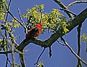 _MG_1401 male scarlet tanager.jpg