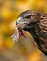 _MG_1409 golden eagle with quail feet.jpg