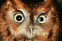 _MG_5021 screech owl-red phase.jpg