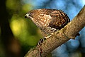 DSC_1241 broad-winged hawk.jpg