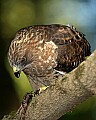 DSC_1243 broad-winged hawk.jpg