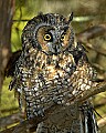 DSC_1252 long-eared owl.jpg