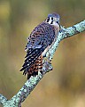 DSC_1261 female american kestrel.jpg