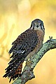 DSC_1274 female american kestrel.jpg