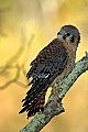 DSC_1277 female american kestrel.jpg