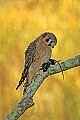 DSC_1288 female american kestrel.jpg