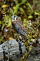 DSC_1320 female american kestrel.jpg