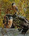 DSC_1350 american kestrel pair.jpg