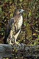 DSC_1361 red-tailed hawk.jpg