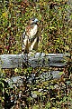 DSC_1367 red-tailed hawk.jpg