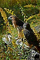 DSC_1412 red-tailed hawks  l-normal and r-harlan phase.jpg