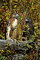 DSC_1442 red-tailed hawks left normal and right harlan phase.jpg