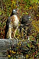 DSC_1447 two red tailed hawks-left normal and right harlan phase.jpg