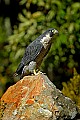 DSC_1471 peregrine falcon.jpg