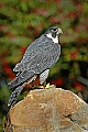 DSC_1477 peregrine falcon.jpg