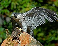 DSC_1486 peregrine flacon.jpg