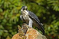 DSC_1494 peregrine flacon with quail.jpg