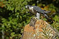 DSC_1504 peregrine falcon and quail.jpg