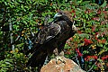 DSC_1553 golden eagle.jpg