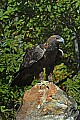 DSC_1560 golden eagle.jpg