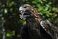 DSC_1595 golden eagle eating quail.jpg