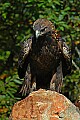 DSC_1625 golden eagle.jpg