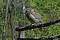 DSC_1680 great horned owl.jpg