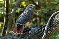 DSC_1686 red-tailed hawk.jpg