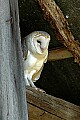 DSC_1694 barn owl.jpg