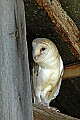 DSC_1698 barn owl.jpg