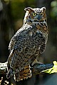 DSC_1708 great horned owl.jpg
