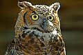 DSC_1710 great horned owl.jpg