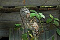 DSC_1728 barred owl.jpg