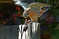 DSC_1747 american Kestrel.jpg