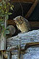 DSC_1754 great horned owl.jpg
