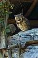 DSC_1755 great-horned owl.jpg