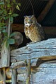 DSC_1759 great horned owl 1.jpg