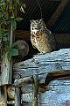 DSC_1759 great horned owl.jpg