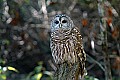DSC_1769 barred owl.jpg