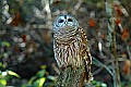 DSC_1771 great horned owl.jpg