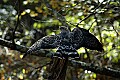 DSC_1788 red shouldered hawk.jpg