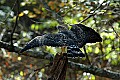 DSC_1799 red-shouldered hawk.jpg