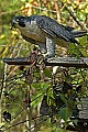 DSC_1887 peregrine falcon.jpg